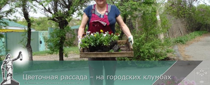 Цветочная рассада – на городских клумбах